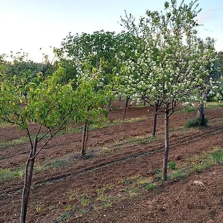 Herdade Amarela - Exclusive *