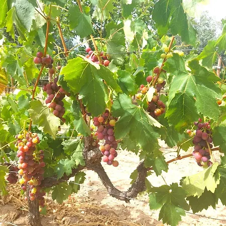 Herdade Amarela - Exclusive Abrantes
